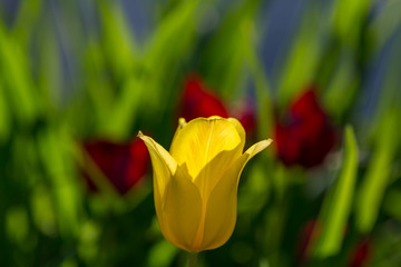Tulip