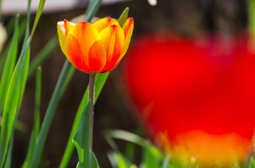 Naklejka premium Tulipan