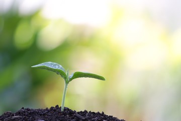 Small growing pumpkin