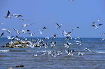 Seagulls fly in free