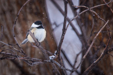 Fototapeta premium Chickadee with Falling Snow