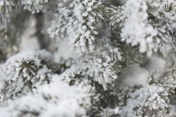 Snow-cowered fir branches. Winter blur background. Frost tree