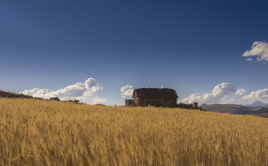 Fototapeta premium Casa de pradera