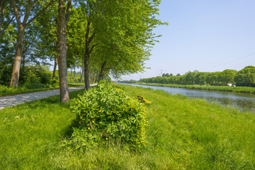 Fototapeta na wymiar Canal in the countryside in the light of sunrise in spring 