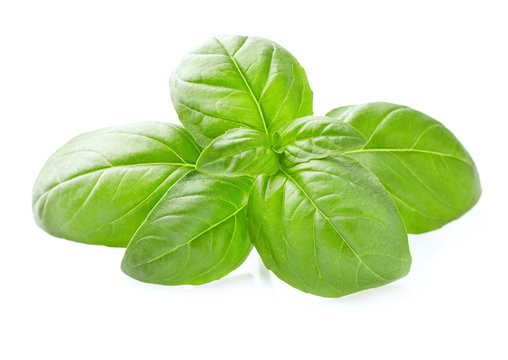 Basil leaves in closeup