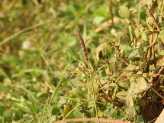 crowfoot grass