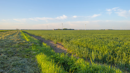 Field with vegetables in the light of sunrise in spring
