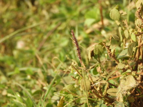 crowfoot grass