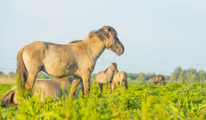 Feral horses in a field in the light of sunrise in spring © Naj