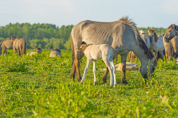 Feral horses in a field in the light of sunrise in spring