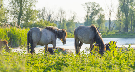 Feral horses in a field along a lake in the light of sunrise in spring © Naj