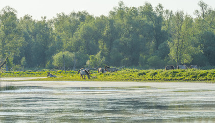 Feral horses in a field along a lake in the light of sunrise in spring © Naj