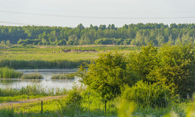 Feral horses in a field along a lake in the light of sunrise in spring