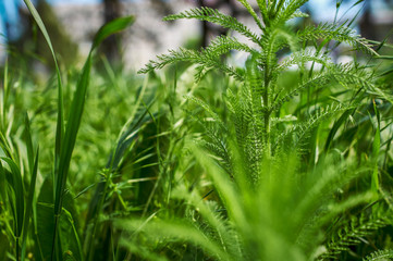 Fresh green grass close-up.