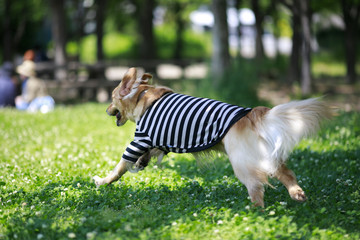 ゴールデンレトリバー