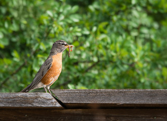 American robin (Turdus migratorius) with a worm, perched on wood fence. Natural green tree background.