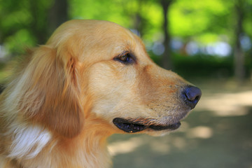 ゴールデンレトリバー