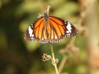 beautiful Monarch Butterfly also called as Danaus plexippus or Nymphalidae with blurred background