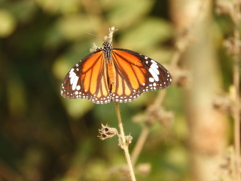 beautiful Monarch Butterfly also called as Danaus plexippus or Nymphalidae with blurred background