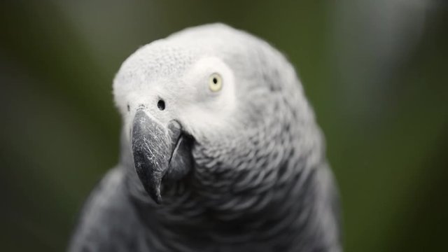 Close up of a large African Grey Parrot