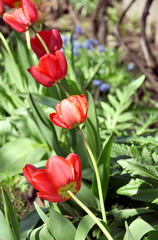 row of blooming red tulips