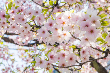 Fototapeta na wymiar 京都の春の風景　鴨川沿いの桜　京都　日本