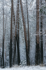tree trunks and snow covered branches
