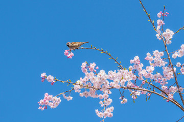 京都の春の風景　鴨川沿いの桜　京都　日本