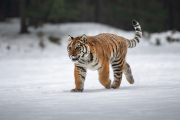 Siberian Tiger in the snow (Panthera tigris)