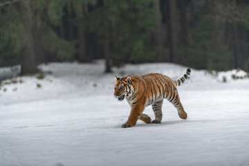 Siberian Tiger in the snow (Panthera tigris)
