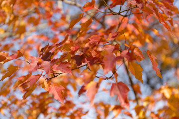 Red and orange autumn leaves on blue sky background.