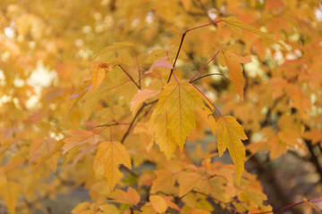 Colorful autumn leaves background.
