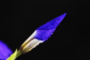 Purple iris blossom