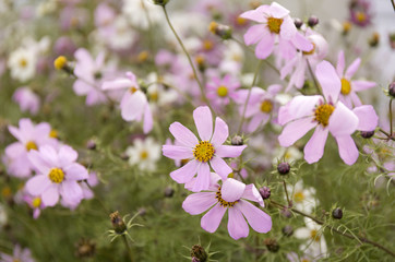 Autumn purple flowers blur background.