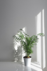 Green plant Areca in a flowerpot on a table against a white wall background