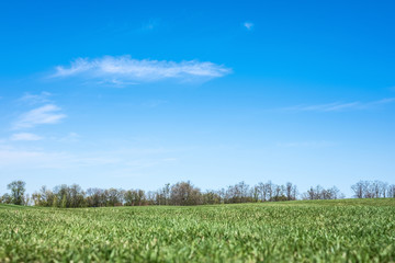 Green spring sunny city park with beautiful green grass meadow