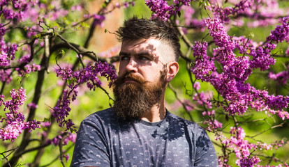 Hipster enjoys spring near violet blossom. Bearded man with fresh haircut posing with bloom of...