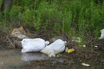 Ecology of Ukraine. Nature near Ukrainian capital.Environmental contamination. Illegal junk dump.
