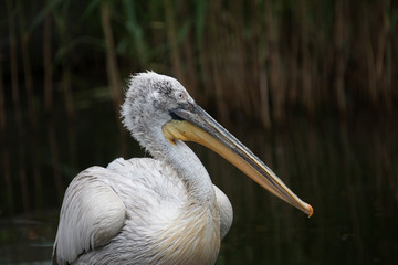 Pelicans Pond in the park