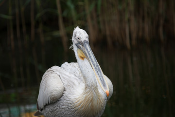 Pelicans Pond in the park