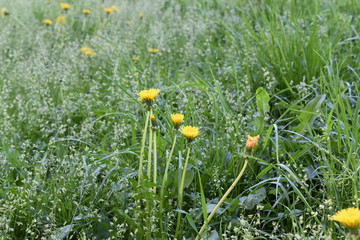 forest glade with field flowers dandelions in the grass in the spring afternoon