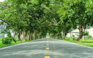 Road amidst trees, journey way of travel to the nature.