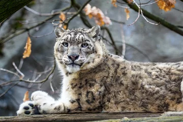 Foto op Plexiglas Snow leopard - Irbis (Panthera uncia). © Lubos Chlubny