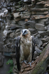 Birds of prey eagles vulture vultures