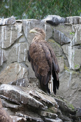 Birds of prey eagles vulture vultures