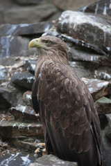 Birds of prey eagles vulture vultures