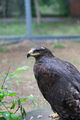 Birds of prey eagles vulture vultures