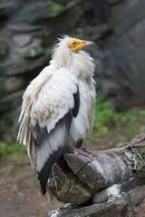 Birds of prey eagles vulture vultures