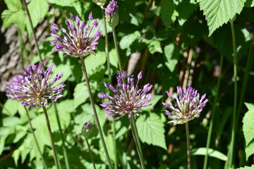 purple head decorative onion close-up on a green background