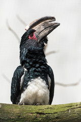 Trumpeter Hornbill, Bycanistes bucinator, funny bird perched on a branch 
